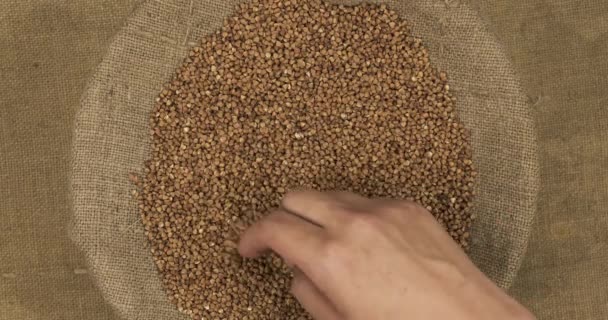 O agricultor controla a qualidade dos grãos de trigo sarraceno no saco. Mão examina as sementes. — Vídeo de Stock