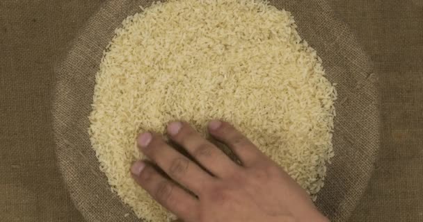 Petani mengendalikan kualitas biji-bijian padi dalam tas. Pemeriksaan tangan bibit. — Stok Video
