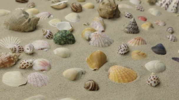 リゾートの背景には、貝殻のビーチの砂の上に横たわる。スライダーショット. — ストック動画
