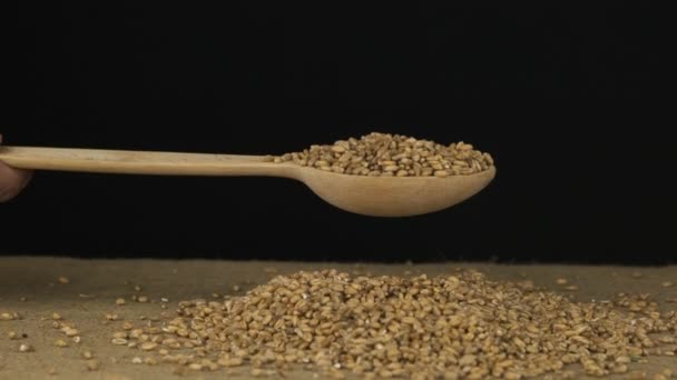 Hand raises a wooden spoon with wheat grains. Grain falls from a spoon onto a pile of grains on a black background. — Stock Video