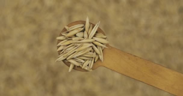 Spoonful of oat grains over the rotating defocused oat seeds. Top view. Food background. — Stock Video