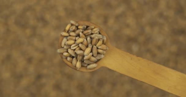 Spoonful of wheat grains over the rotating defocused wheat seeds. Top view. Food background — Stock Video