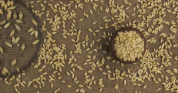 Examinar los granos de cebada con una lupa. Vista superior. Lupa móvil — Vídeos de Stock