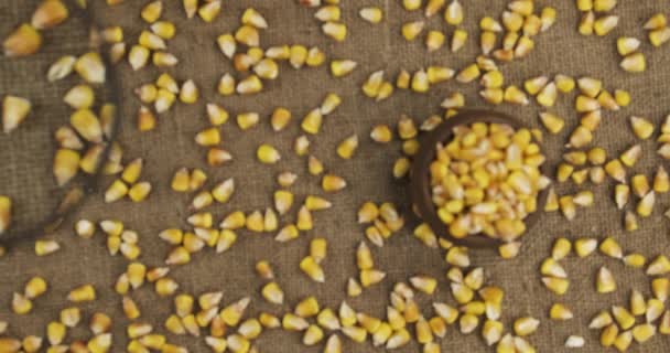 Вивчення зерна кукурудзи зі збільшувальним склом. Вид зверху. Рухоме збільшувальне скло — стокове відео