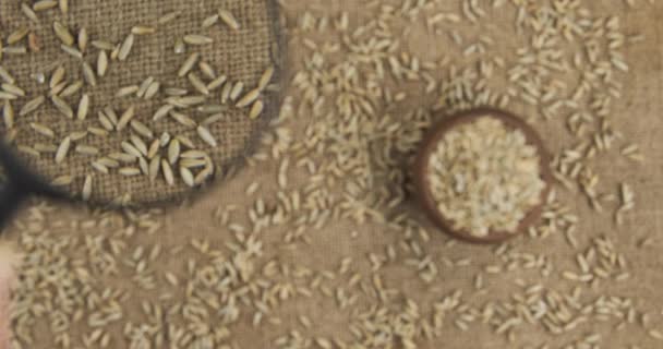 Examining rye grains with a magnifying glass. Top view. Moving magnifying glass — Stock Video