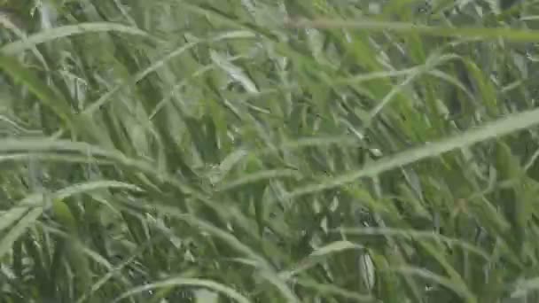 Grass Blown Strong Wind — Stock Video