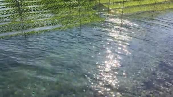 Oyster Farm Vicino Alla Costa Del Giappone — Video Stock