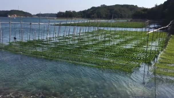 Fazenda Ostras Perto Costa Japão — Vídeo de Stock