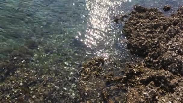 Many Oysters Growing Seashore Japan Beaten Waves — Stock Video