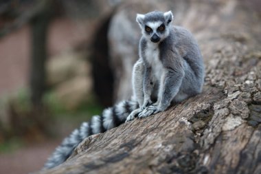 Lemur ağaç