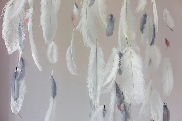 Bird, chickens feather texture for background, Abstract, postcard, soft color of art design — Stock Photo, Image