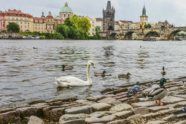 Prag Bilden Karlsbron Prag Med Swan Och Ankor Förgrunden — Stockfoto