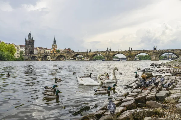 Prag Bild Der Karlsbrücke Prag Mit Schwänen Und Enten Vordergrund — Stockfoto