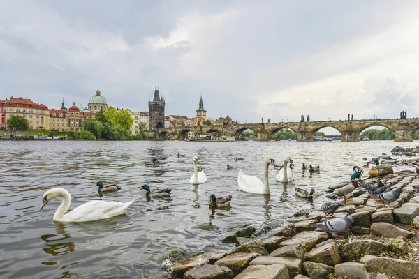 Prag Bilden Karlsbron Prag Med Svanar Och Änder Förgrunden — Stockfoto