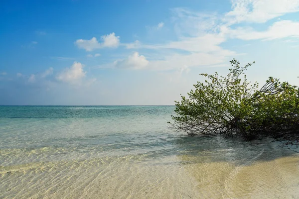 Ağaçlar Huysuz Gökyüzü Güzel Bir Plaj Yaz Tatil Seyahat Tatil — Stok fotoğraf