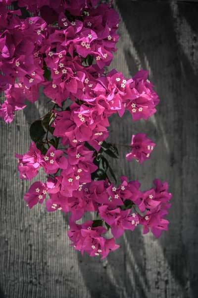 Różowy Kwiat Bougainvillea Rosnące Betonową Ścianę Zewnątrz Malediwy — Zdjęcie stockowe