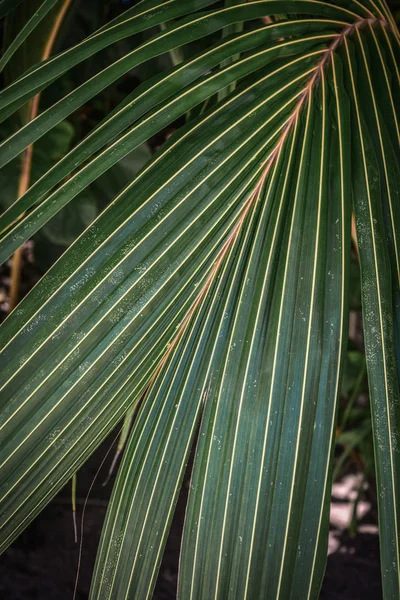 Palmiye Soyut Doku Bırakır Arka Plan Palmiye Yaprakları — Stok fotoğraf