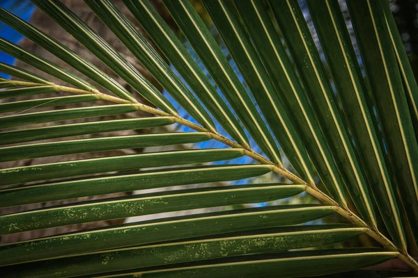 Abstract Texture of palm leaves. Palm leaves background.