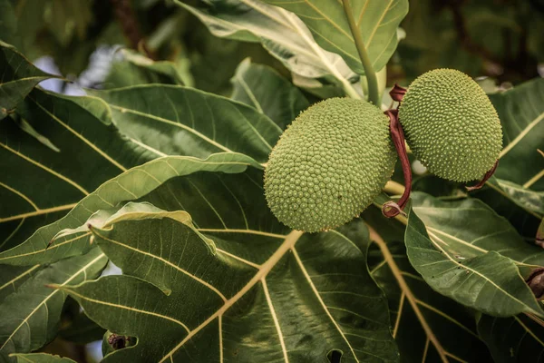 Árvore Maracujá Artocarpus Altilis Com Frutos Fruta Pão Originou Pacífico — Fotografia de Stock