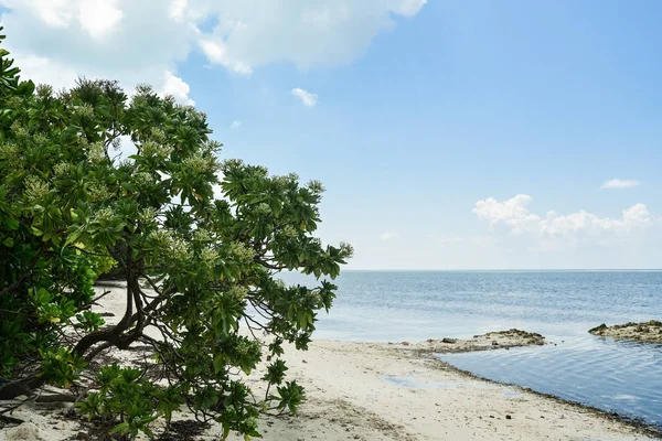 Ağaçlar Maldivler Üzerinde Bulutlu Gökyüzü Güzel Bir Plaj Yaz Tatil — Stok fotoğraf