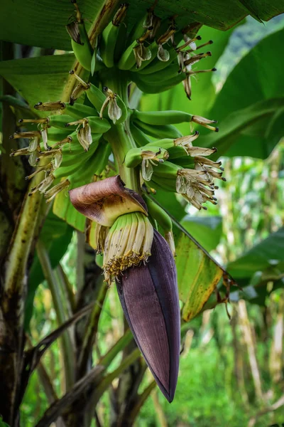 Flor Banana Bananeira Selva Bali Closeup — Fotografia de Stock