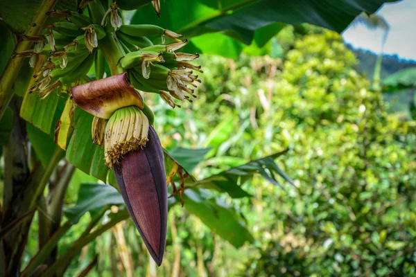 Flor Banana Bananeira Selva Bali Closeup — Fotografia de Stock
