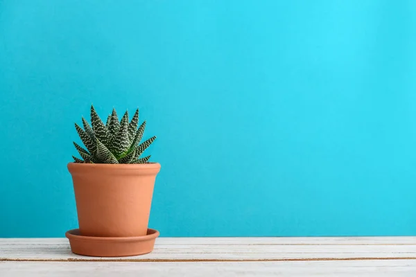 Planta Cacto Vaso Flores Plantas Casa Cacto Vaso Fundo Azul — Fotografia de Stock