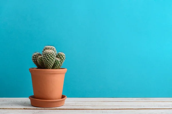 Kaktus Växt Blomkruka Krukväxt Kaktus Växter Blå Bakgrund — Stockfoto