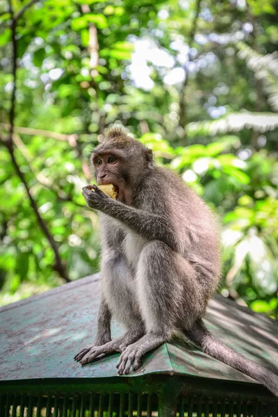 Портретная Обезьяна Святом Лесу Обезьян Убуд Бали Индонезия — стоковое фото