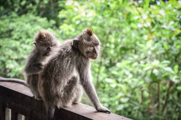 Portrait Two Monkeys Sacred Monkey Forest Sanctuary Ubud Bali Indonesia — Stock Photo, Image