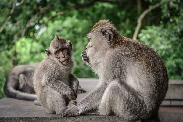 Madre Bambino Balinese Scimmia Coda Lunga Monkey Temple Ubud — Foto Stock