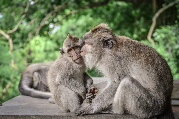 Μαμά Και Μωρό Μπαλινέζικο Μακράς Tailed Μαϊμού Στο Ναού Μαϊμού — Φωτογραφία Αρχείου