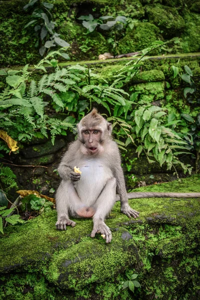 Портрет Обезьяны Святом Лесу Обезьяны Убуд Бали Индонезия — стоковое фото