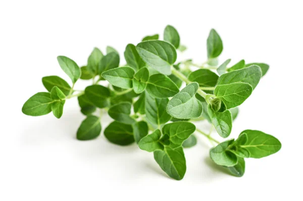 Kvistar Oregano Isolerad Vit Bakgrund — Stockfoto