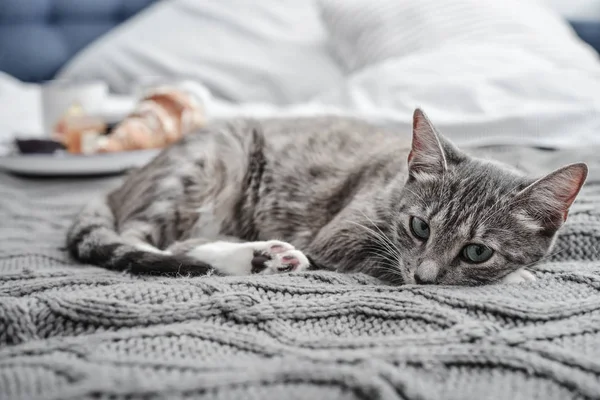 Petit Déjeuner Lit Chat Mignon Gris Couché Sur Lit Avec — Photo