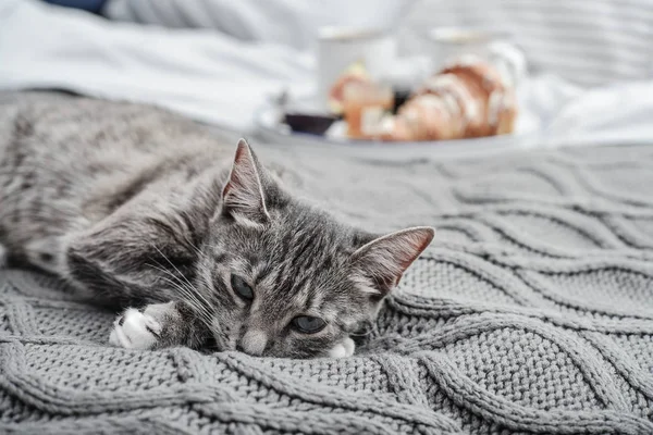 Πρωινό Στο Κρεβάτι Γκρι Χαριτωμένο Γάτα Ξαπλωμένη Στο Κρεβάτι Πρωινό — Φωτογραφία Αρχείου