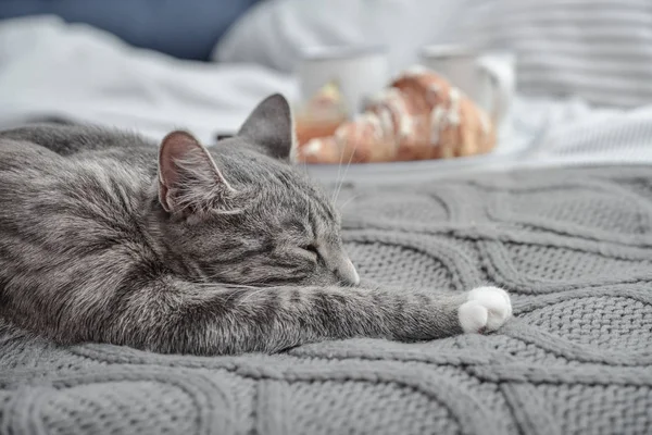 Cinza Bonito Gato Deitado Cama Com Café Manhã Copos Fundo — Fotografia de Stock