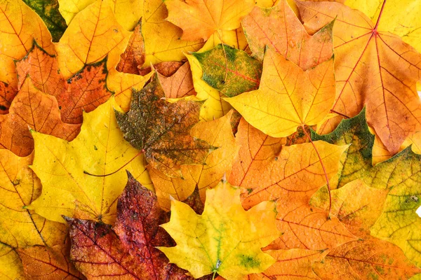 Background Wet Multicolored Maple Leaves Top View Autumn Background Royalty Free Stock Photos