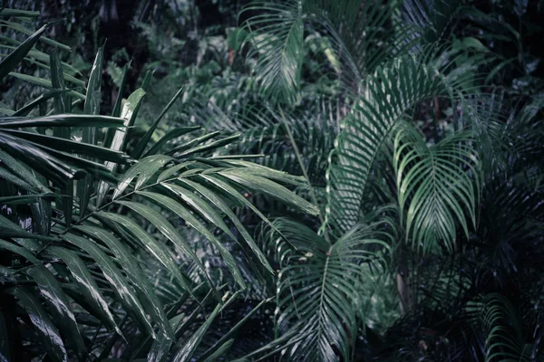 Textura Una Planta Natural Esponjosa Verde Con Hojas Oblongas Como —  Fotos de Stock