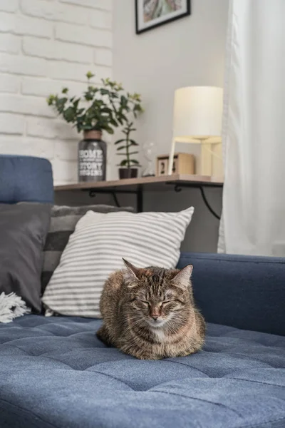 Gato Bonito Deitado Sofá Sala Estar Close — Fotografia de Stock