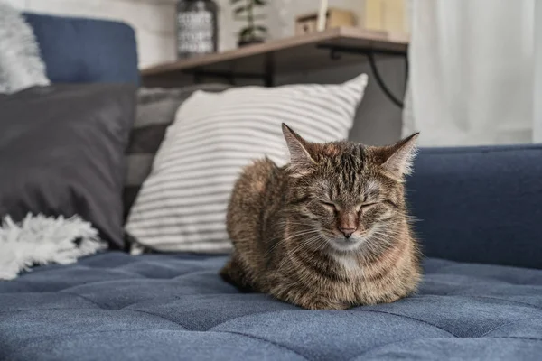 Schattige Kat Liggend Een Bank Woonkamer Closeup — Stockfoto