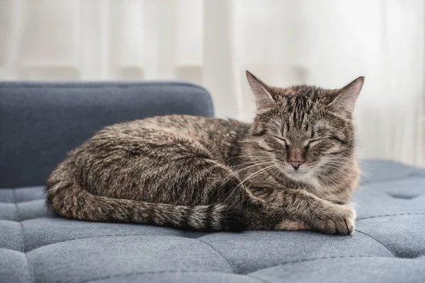 Gato Bonito Deitado Sofá Sala Estar Close — Fotografia de Stock