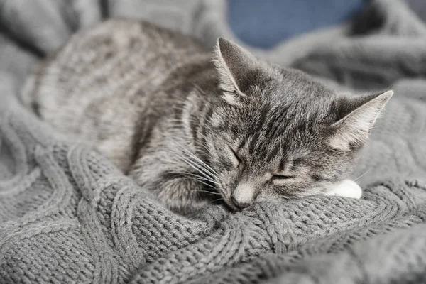 Porträtt Grå Katt Som Sover Stickad Filt Närbild — Stockfoto