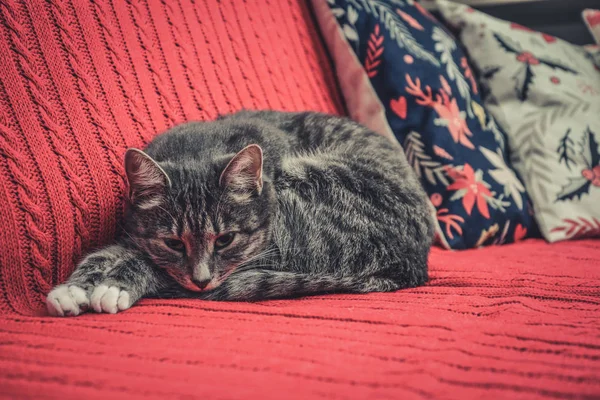 Grey Cute Cat Laying Red Couch Closeup — Stock Photo, Image
