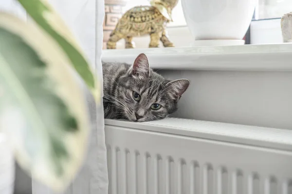 Söt Grå Katt Med Gröna Ögon Avkopplande Varma Radiator Närbild — Stockfoto