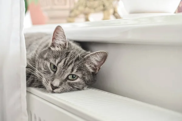 Χαριτωμένο Γκρίζα Γάτα Πράσινα Μάτια Χαλαρώνοντας Στις Closeup Θερμό Καλοριφέρ — Φωτογραφία Αρχείου