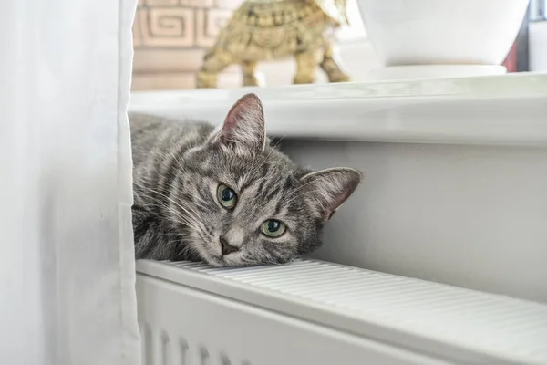 따뜻한 라디에이터 촬영에 편안한 귀여운 고양이 — 스톡 사진