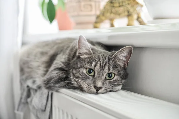 Niedliche Graue Katze Mit Grünen Augen Entspannt Sich Auf Der — Stockfoto