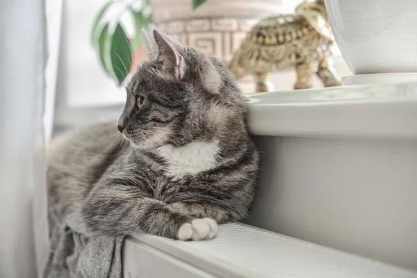 Chat Gris Mignon Avec Les Yeux Verts Relaxant Sur Radiateur — Photo