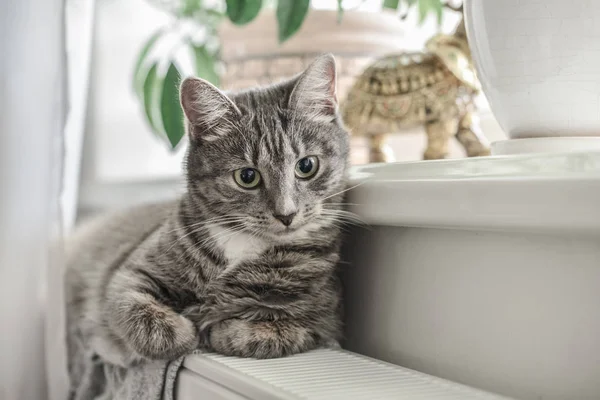 Cute Grey Cat Green Eyes Relaxing Warm Radiator Closeup — Stock Photo, Image